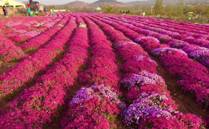 觀賞菊種苗基地照片