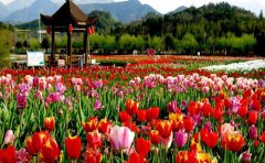 花海工程全流程解析：從規(guī)劃設(shè)計(jì)到可持續(xù)運(yùn)營(yíng)