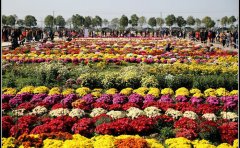 菊花花海設(shè)計(jì)｜花不同園藝專業(yè)景觀工程方案與
