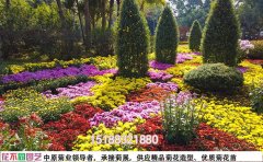 菊花花海混色組合設(shè)計(jì)專業(yè)配色方案與實(shí)施標(biāo)準(zhǔn)