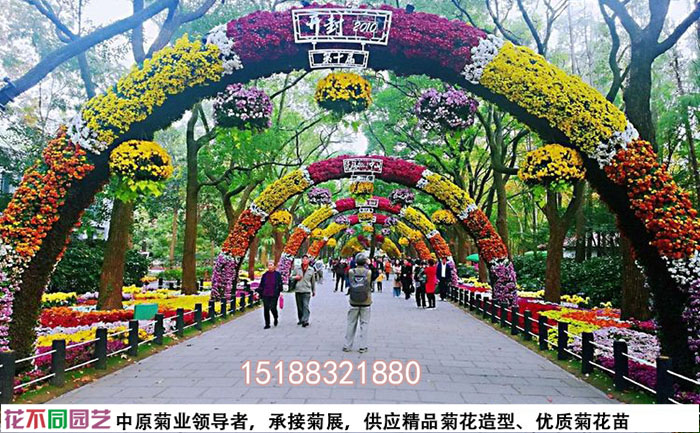 菊花花海實(shí)拍圖