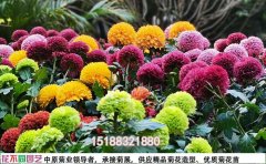 河南菊花花海設(shè)計(jì)公司 |設(shè)計(jì)施工一體化服務(wù)