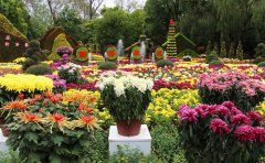 菊花花海維護(hù)成本解析-專業(yè)養(yǎng)護(hù)方案