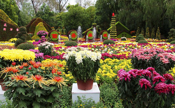 工人在維護(hù)菊花花海