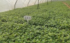 國(guó)慶菊種苗基地｜專業(yè)種源生產(chǎn)與供應(yīng)體系