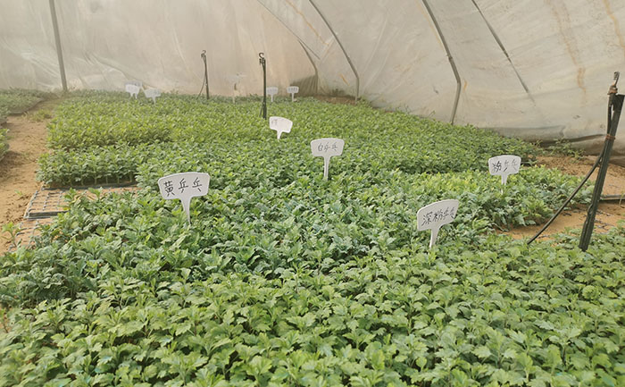 正在培育的國(guó)慶菊種苗