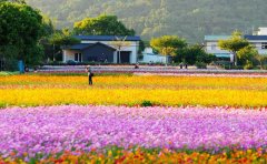 國(guó)慶菊種苗批發(fā)價(jià)格表