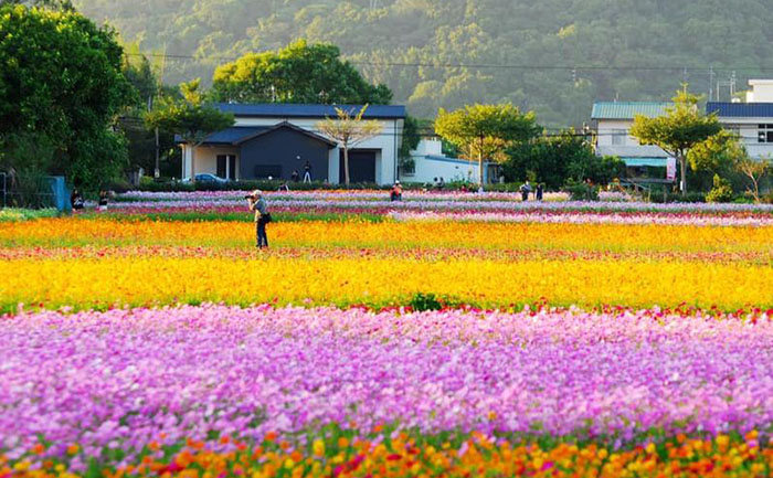 國慶菊種苗培育出來的菊花花海