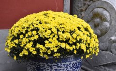 國(guó)慶菊種苗種類(lèi)大全