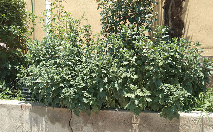 國慶菊分根苗培育出來的菊花