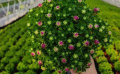 國(guó)慶菊脫毒苗的優(yōu)勢(shì)與劣勢(shì)｜種苗技術(shù)解析