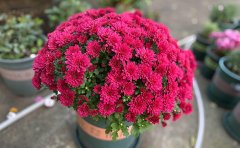 國(guó)慶菊種苗顏色分類