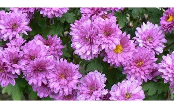 國慶菊種苗-國慶粉