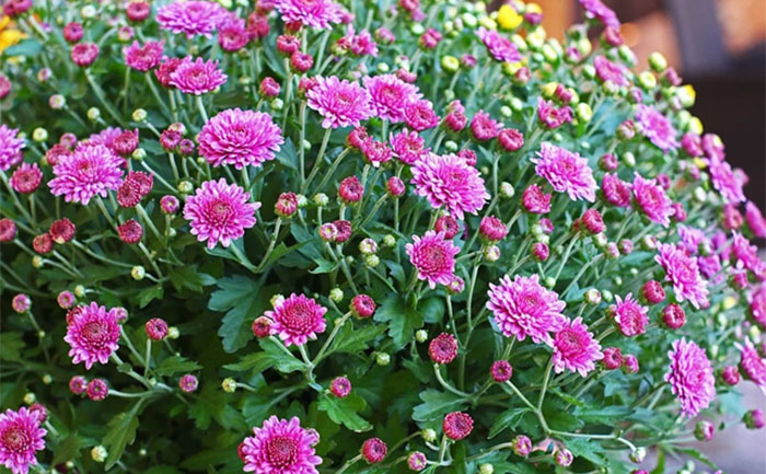 國(guó)慶菊種苗與球菊種苗對(duì)比圖