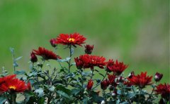 國(guó)慶菊種苗多少錢一株｜2024年價(jià)格體系