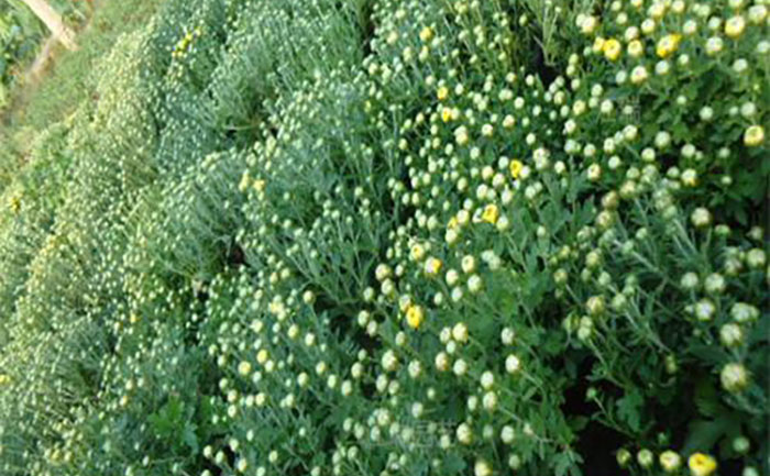 無土栽培培育出來的國慶菊種苗