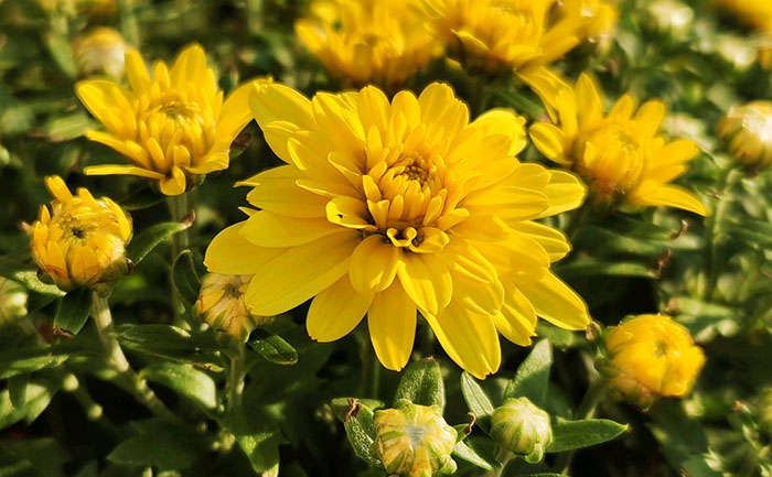 國(guó)慶菊種苗光照調(diào)控技術(shù)示意圖