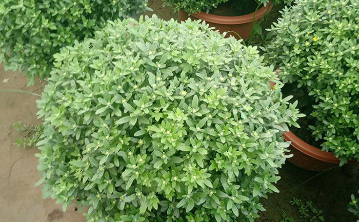 國(guó)慶菊溫度管理設(shè)備操作實(shí)拍圖