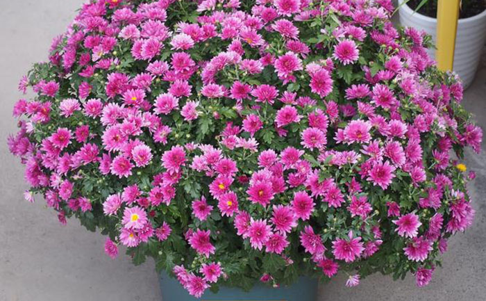 國(guó)慶菊不同生長(zhǎng)階段施肥方案對(duì)比圖表