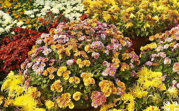 國(guó)慶菊盛花期效果展示圖