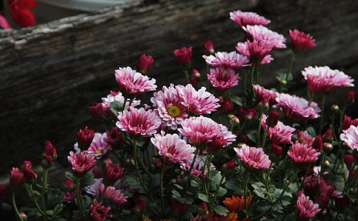 國慶菊種苗反季節(jié)栽培溫室實景圖