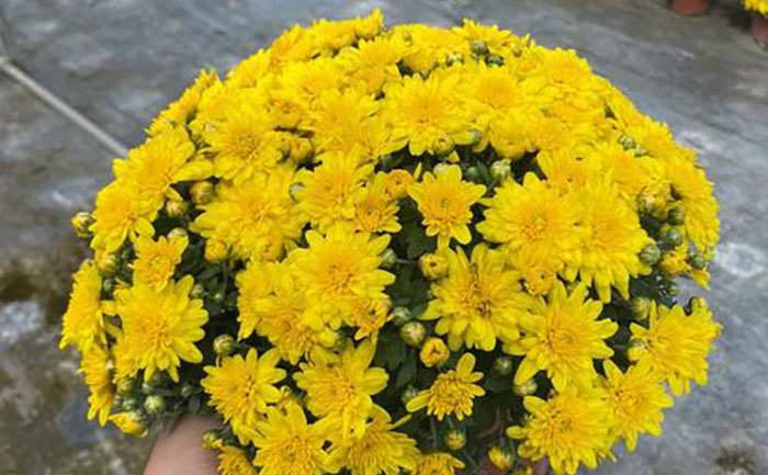 國慶菊補光照明系統(tǒng)工作場景