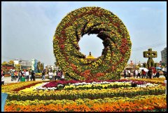 國(guó)慶菊帶蕾扦插技術(shù)全解析 - 7步實(shí)現(xiàn)高效育苗