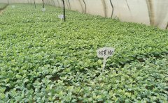 觀賞菊種苗選購與栽培指南 - 打造繽紛菊花園