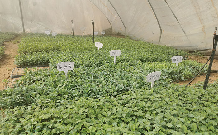 觀賞菊種苗展示圖 - 各品種菊花幼苗特寫