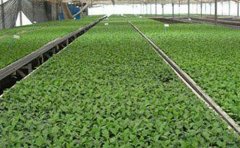 觀賞菊種苗養(yǎng)護(hù)全攻略：7個關(guān)鍵步驟讓花開更艷