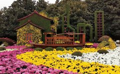 景觀工程用觀賞菊苗選購指南與應(yīng)用優(yōu)勢解析