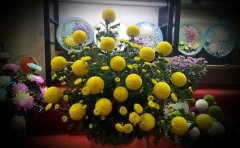 觀賞菊種苗品種推薦 | 精品菊花種植指南