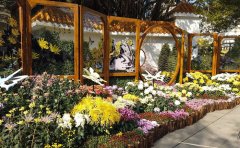 觀賞菊種苗價格解析-2024年最新市場行情與選購指