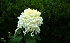 十大名貴菊花種苗品種推薦 | 精品菊苗種植指南