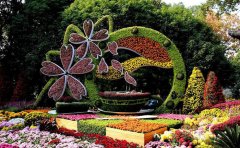 開封觀賞菊種苗基地：專業(yè)培育優(yōu)質(zhì)菊苗