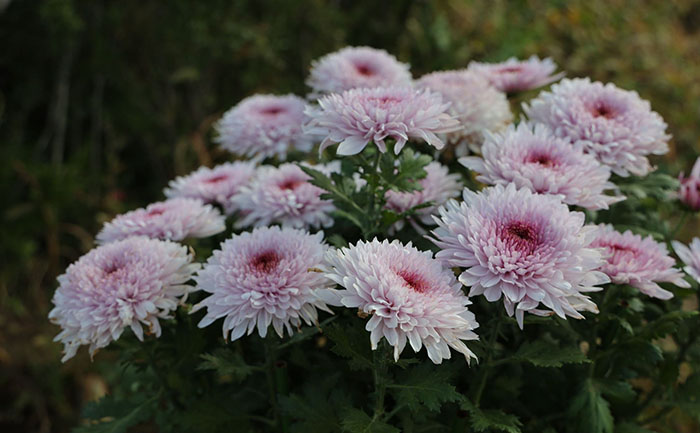 九月菊幼苗定植示意圖