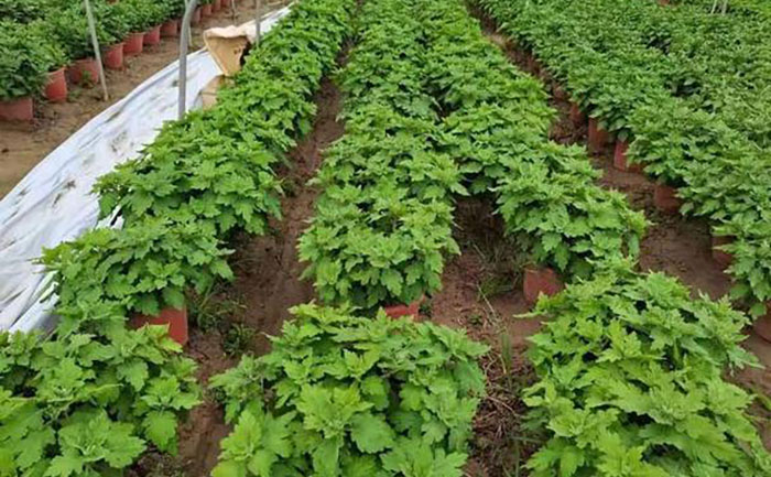 九月菊花期調(diào)控技術(shù)操作現(xiàn)場(chǎng)圖