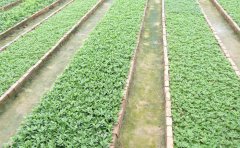 景觀工程用九月菊種苗規(guī)格要求詳解