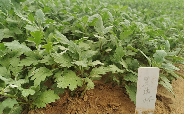 九月菊種苗示意圖