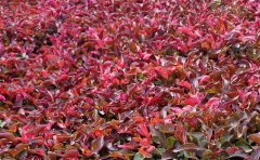 五色草種苗批發(fā)供應(yīng)商哪家好？