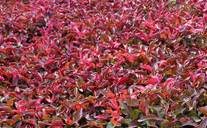 五色草種苗基地分級管理實拍圖