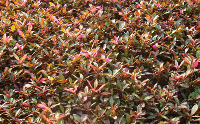 五色草種苗外觀特征及健康植株識(shí)別圖解