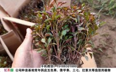 五色草種苗多少錢一棵？