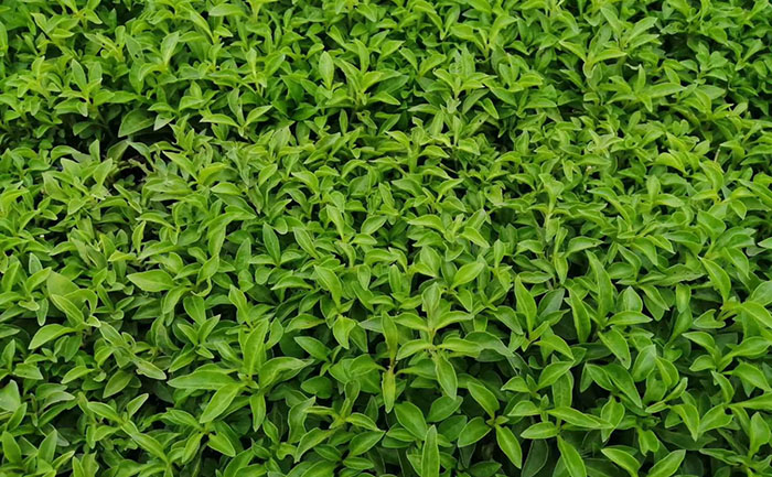 恒溫倉儲車間實時庫存 五色草種苗生產(chǎn)基地倉儲實拍圖