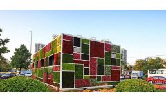 景觀綠化五色草種苗生產(chǎn)基地