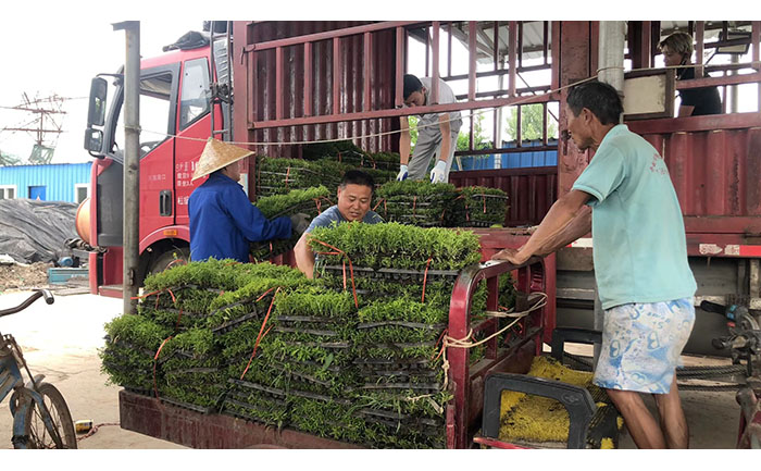 五色草種苗質(zhì)量檢測流程示意圖