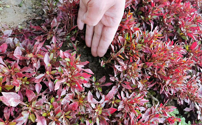 五色草種苗自動(dòng)化生產(chǎn)線實(shí)拍圖