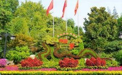 植物雕塑專用五色草種苗｜造型工程選苗指南