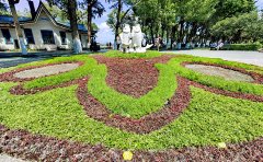 城市綠化帶五色草種苗應(yīng)用指南