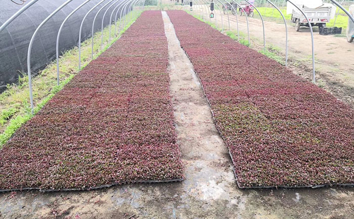 五色草工程苗生產(chǎn)基地實(shí)拍